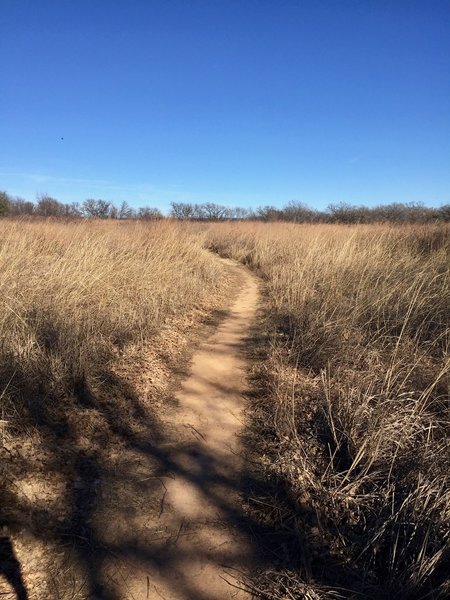 The Prairie Trail is well defined through the grassland.