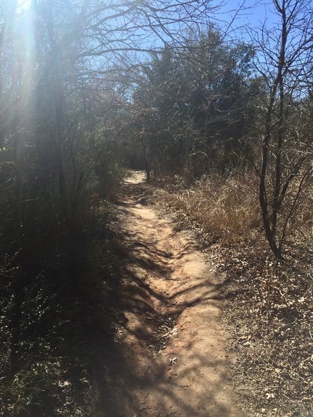 The Prairie Trail heads from the prairie into the tree line at this spot.