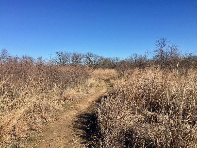 The Prairie Trail winds through the grassland like a corn maze.