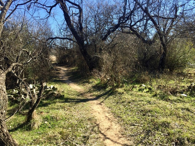 Green vegetation emerges once into the tree line.