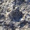 Fossilized shellfish are numerous in the limestone along the Caprock Trail.