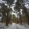 This area's clusters of pines become even more beautiful when snow blankets the understory.