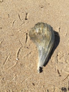 If you hunt for shells, this is the place!