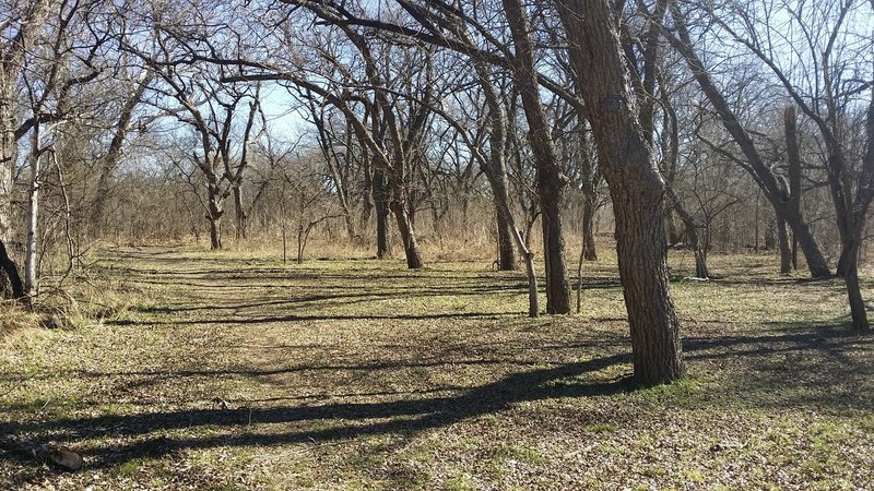 An old-growth pecan stand lives in the meadow.