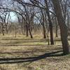 An old-growth pecan stand lives in the meadow.