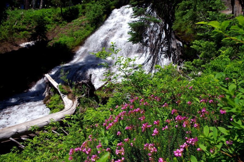 Heather blooms at Umbrella Falls. Photo by Gene Blick.