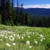 Bear-grass blankets a ski run on the Umbrella Falls Trail. Photo by Gene Blick.