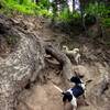 This is the scramble trail down from the Sahalie Falls Trail to the falls. You can access this point better from the small trailhead by the bridge on Forest Road 3555. Photo by Jennifer Cusic.