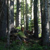 The deer hang out in tree-lined meadows along the trail to Umbrella Falls. Photo by Colette Gardiner.