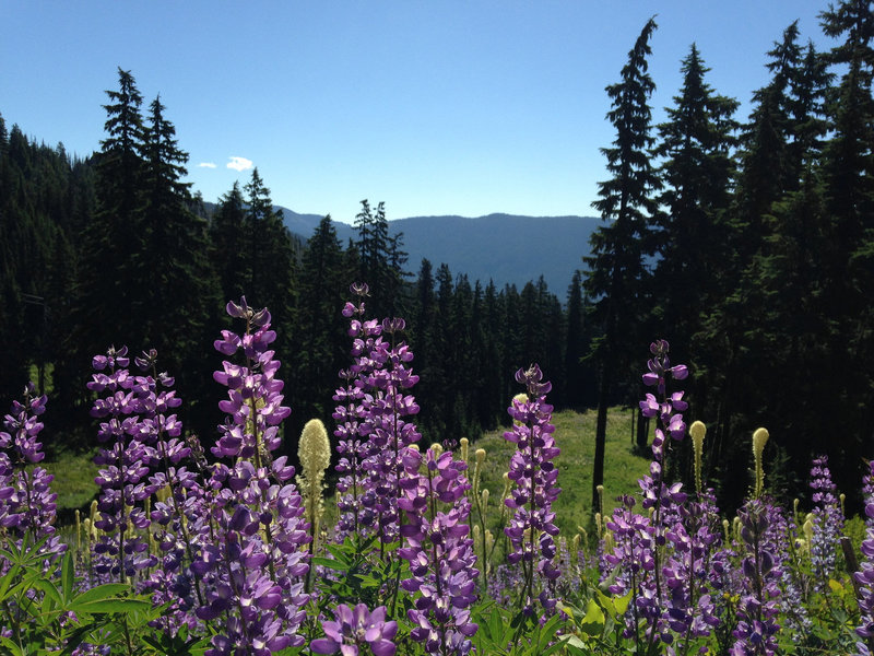 Lupine carpets the ski-run openings along the Umbrella Falls Trail. Photo by Colette Gardiner.