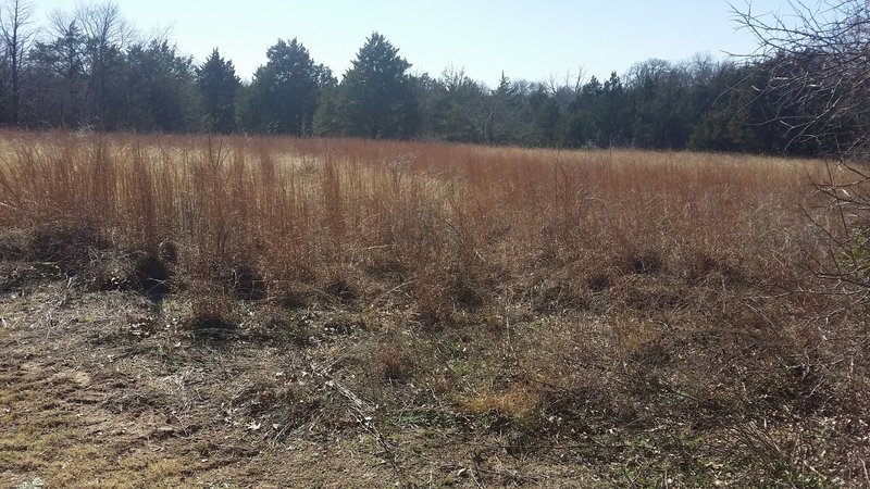 Enjoy this small meadow along the trail.