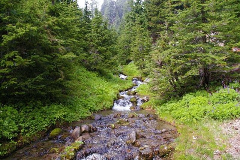 Cross Mitchell Creek on the Umbrella Falls Trail. Photo by John Sparks.