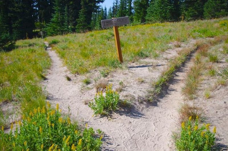 This is the Umbrella Falls Trail junction with the Timberline Trail. Photo by John Sparks.