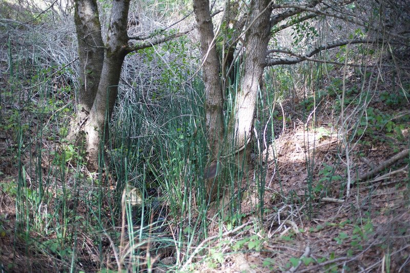 Cane grows in this wooded ravine, where water provides nourishment for the trees and plants.