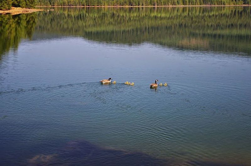 A family of geese and goslings swim along the Southshore Trail near Pine Point Campground. Photo by Gene Blick.