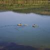 A family of geese and goslings swim along the Southshore Trail near Pine Point Campground. Photo by Gene Blick.