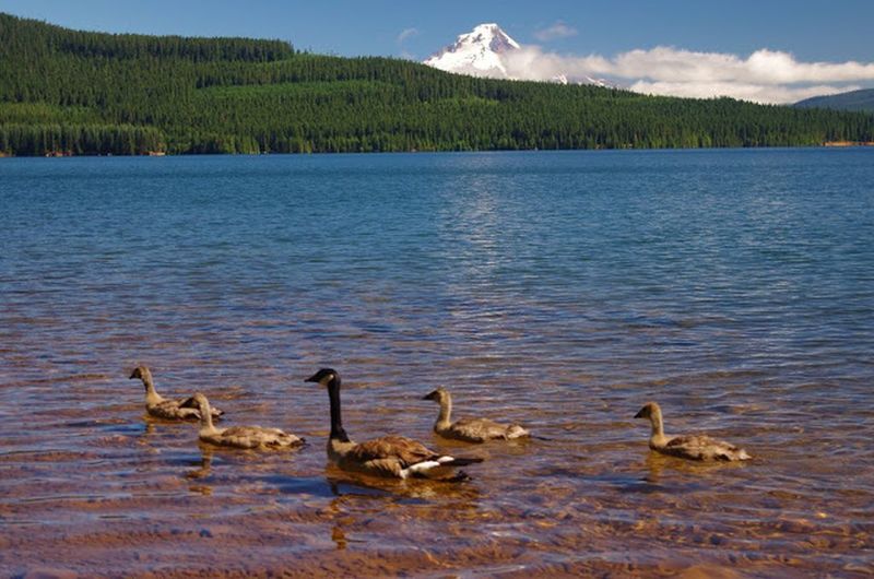 The locals enjoy their afternoon near Pine Point Campground and the Southshore Trail. Photo by Gene Blick.