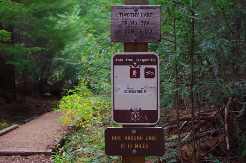 The loop around Timothy Lake on the Timothy Lake Trail, Southshore Trail, and PCT is about 13 miles. This is the north end of the Timothy Lake Trail by Little Crater and the PCT junction. Photo by Gene Blick.