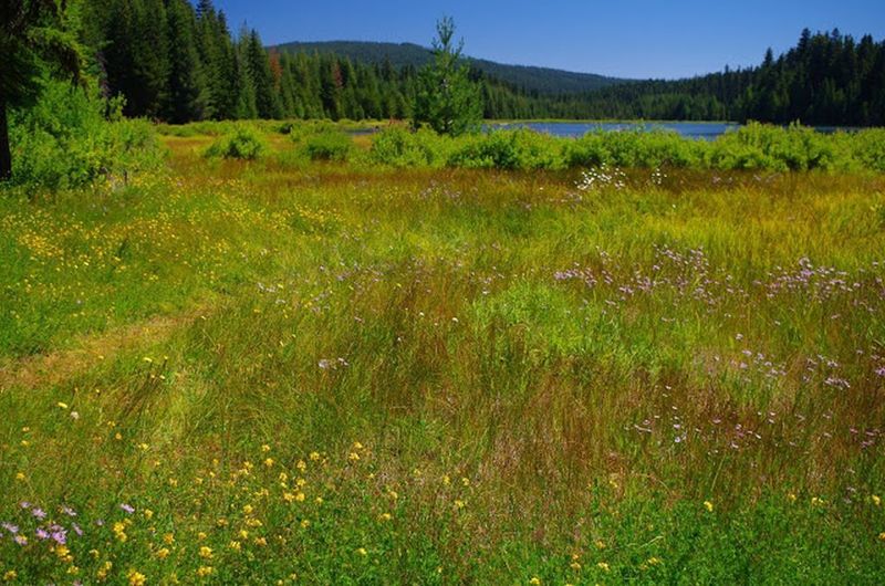 There are large wet meadows around the North Arm Campground and the Timothy Lake Trail. Photo by Gene Blick.