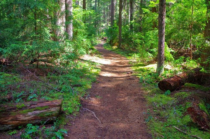 The Timothy Lake Trail heads through dense forests on its way toward Meditation Point. Photo by Gene Blick.