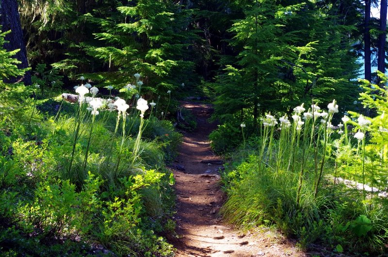 Bear-grass grows right alongside the Timothy Lake Trail. Photo by Gene Blick.