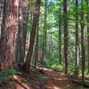 The Timothy Lake Trail travels through dense evergreen forests on its way to the North Arm Campground. Photo by Gene Blick.