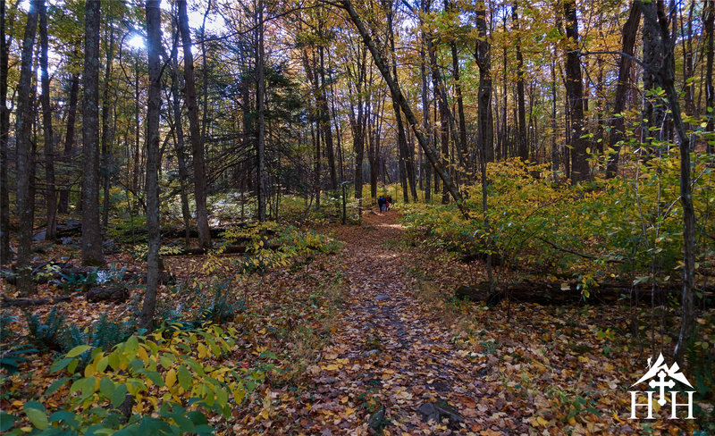 The trail to the table rocks is often covered in leaves.