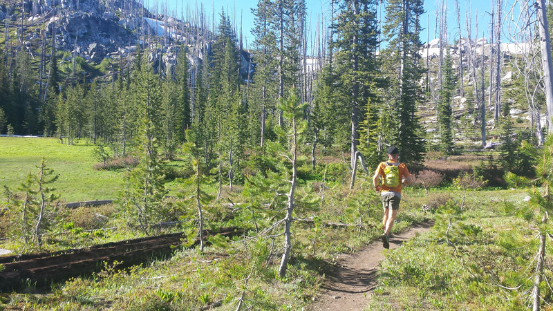 The Crestline Trail runs through mostly open stands of either young lodgepole pines or dead lodgepole stands.