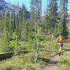 The Crestline Trail runs through mostly open stands of either young lodgepole pines or dead lodgepole stands.