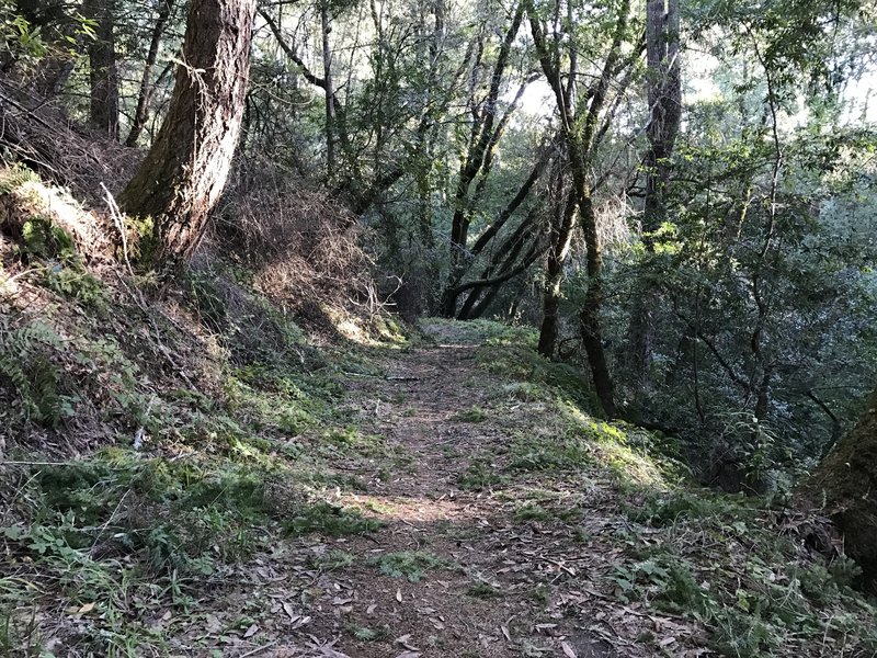 The Charquin Trail passes through the woods as it approaches the Mindego Hill Trail. Tree limbs can be found on the side of the trail, especially after storms.