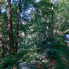 Our group makes their way through dense hardwood forests on the way to Popolopen Torne.