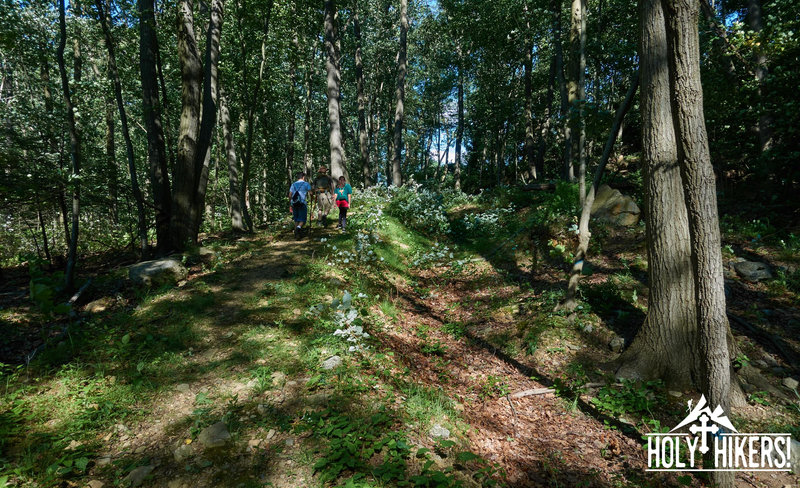 The trail climbs through dense woodlands in this section.