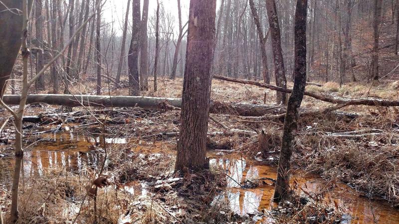 The area directly adjacent to the trail can be quite soggy during the winter.