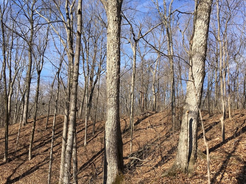 Experience Hopewell Indian earthworks in Twin Creek Metro Park.