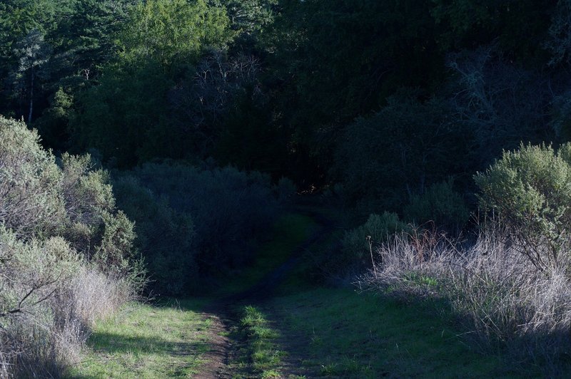 The trail drops to re-enter the woods after descending down the hillside.