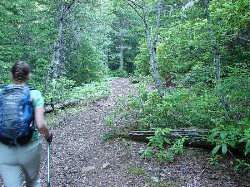 The first part of the Burnt Lake Trail was once a road up to Devil's Meadow. Photo by Yunkette.