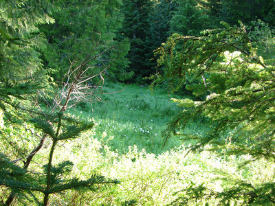 Devil's Meadow, a popular spot for huckleberry picking, is gradually being taken over by forest. Photo by Yunkette.