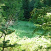 Devil's Meadow, a popular spot for huckleberry picking, is gradually being taken over by forest. Photo by Yunkette.