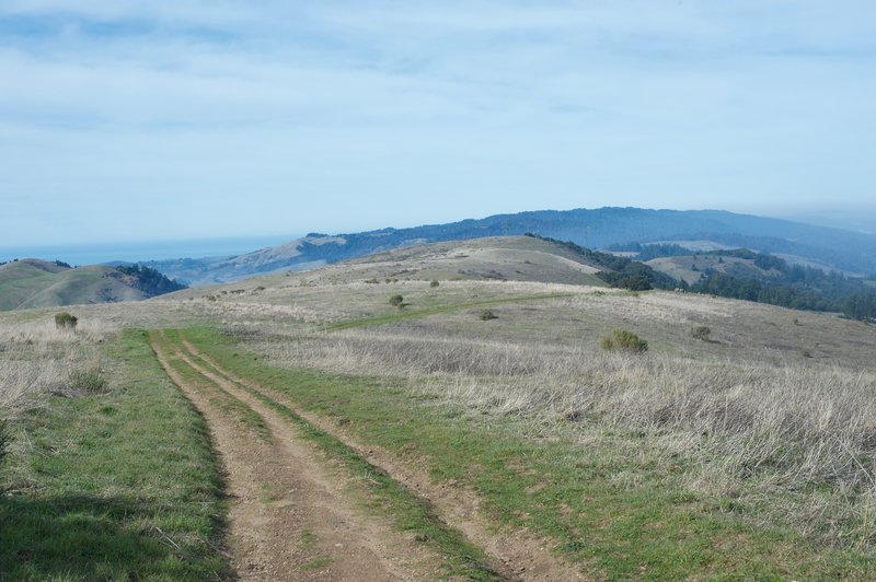 The Borel Hill Trail descends along a worn-out fire road through Russian Ridge Open Space Preserve.