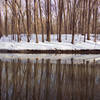 Trees reflect across the Rouge River.