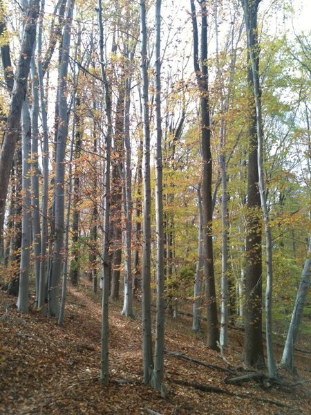 This is typical scenery along the trails in Middle Run Valley Park.