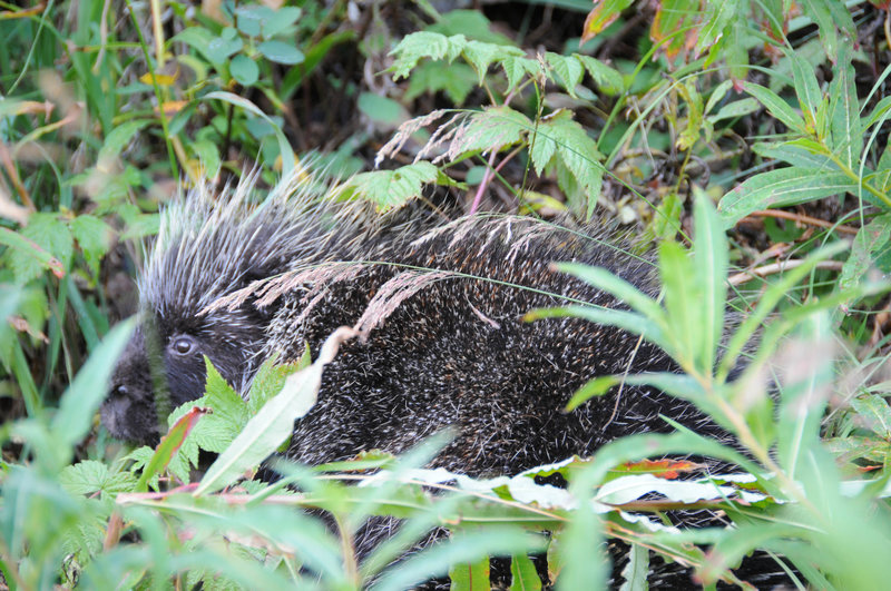 A porcupine hangs out quietly next to the trail.