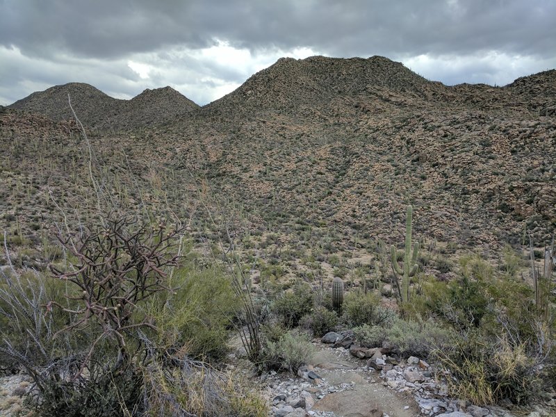 The Alamo Springs Trail is surrounded by vibrant vegetation during the winter.