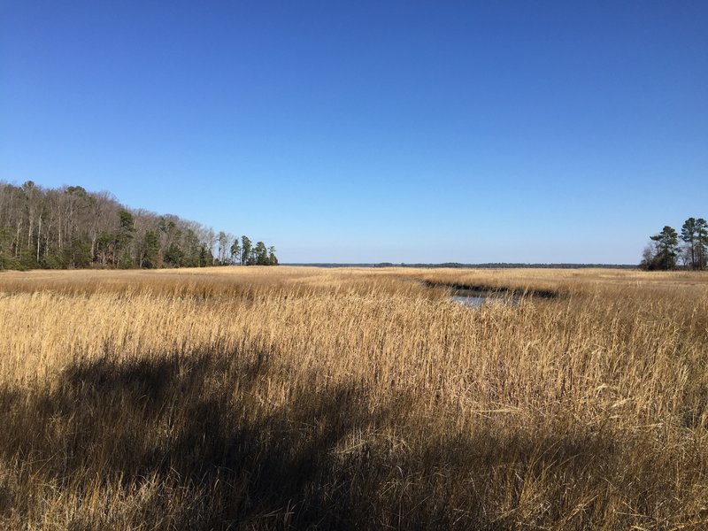 Beautiful wetlands surround Taskinas Creek.