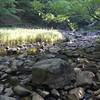 The Eno gurgles along at a low level near the Cox Mountain Trail.