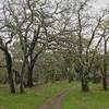 Experience a grove of lichen-covered blue oaks on the Old Spanish Trail.