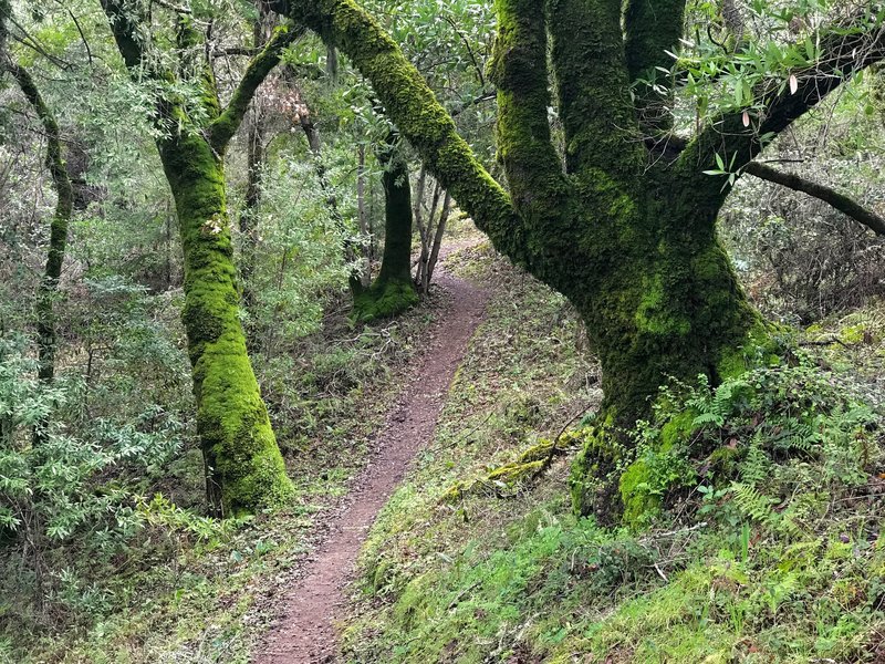 Mossy old oak trees greet visitors to the Toyon Trail.