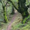 Mossy old oak trees greet visitors to the Toyon Trail.