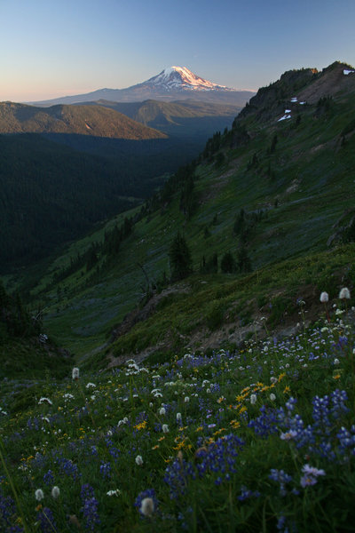 The Goat Rocks don't disappoint - fields of flowers and Mt. Adams pose at sunset.