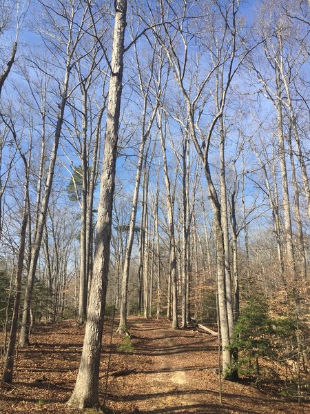 The Whitetail Trail heads out to the end following tall deciduous trees.